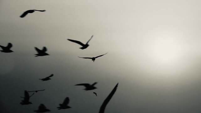 A flock of seagulls flies in silhouette across a warm orange sunset sky, creating soft motion against a smooth gradient backdrop, capturing a peaceful coastal atmosphere at dusk.