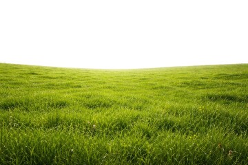 Fototapeta premium Single expansive green meadow against a bright white canvas
