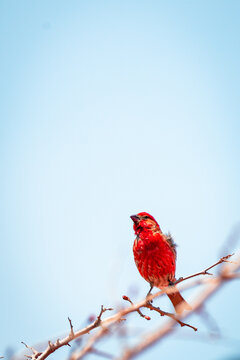 House Finch male bird perched on a branch with blue sky background and copy space