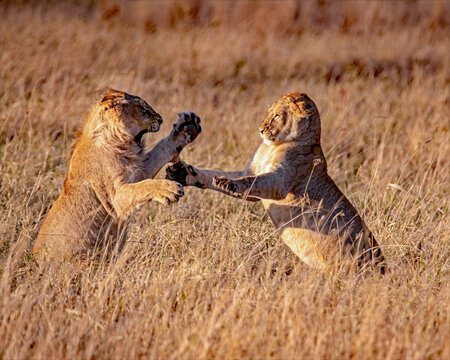 Two juvenile African lions (Panthera leo) are engaging in a playful sparring match at sunrise. 
