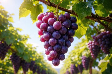 Fototapeta premium cluster of juicy purple grapes dangling on vibrant green vine under clear summer sky
