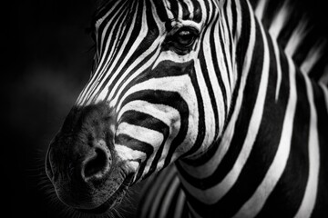 Obraz premium Monochrome image focusing on a zebra snout and neck highlighting black and white stripes and shiny eye