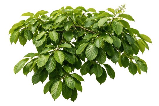Burma sal tree foliage isolated on clean white background