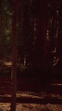 In a tranquil forest during late afternoon, warm sunlight streams through the majestic trees, creating shadows on the forest floor. The serenity invites nature lovers to explore.