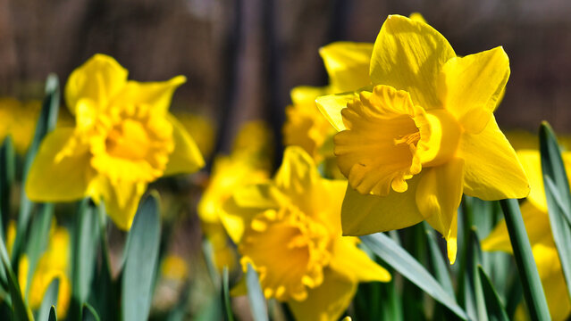Zbliżenie na kwitnące Żonkile