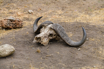 Obraz premium Skull of the buffalo on ground at Serengeti national park, Tanzania
