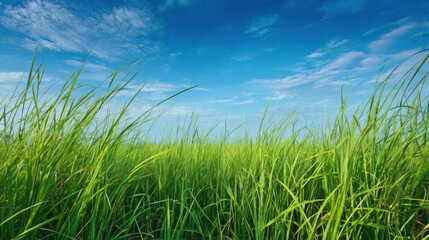 Fototapeta premium Green grass grows in a field under a blue sky.