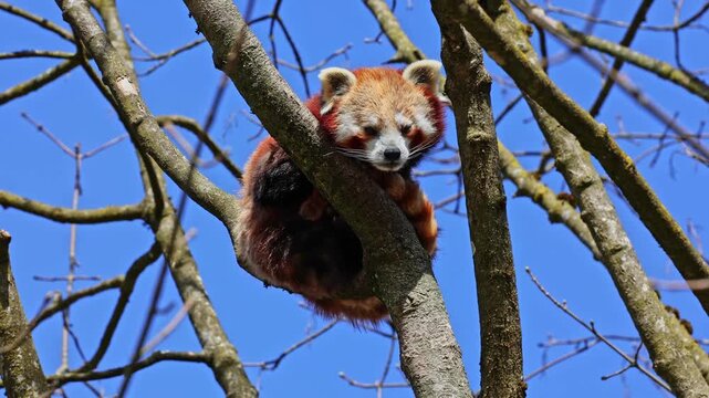 The red panda, Ailurus fulgens, also called the lesser panda and the red cat-bear sitting on a tree.