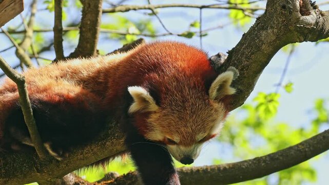 The red panda, Ailurus fulgens, also called the lesser panda and the red cat-bear sitting on a tree.