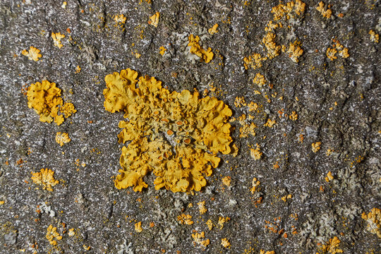 Wall Xanthoria (lat. Xanthoria parietina) is a lichen of the Telochistaceae family, a species of the Xanthoria genus.