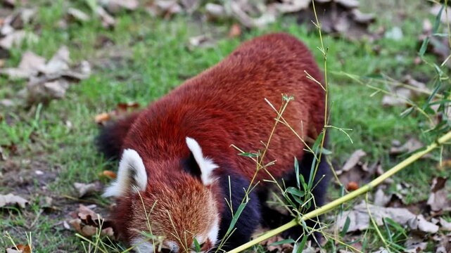 The red panda, Ailurus fulgens, also called the lesser panda and the red cat-bear sitting on a tree.
