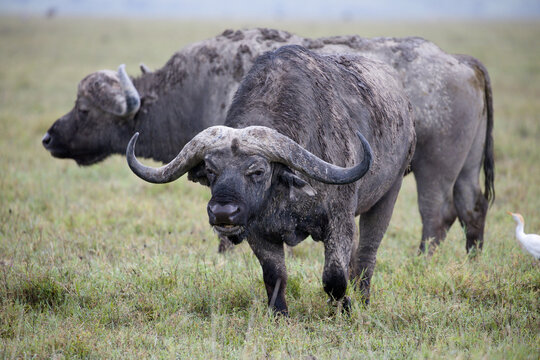 Cape Buffalo (Syncerus caffer) pair standing in the grass with a Cattle Egret. A powerful portrait of two Cape buffalo bulls standing alert in the African savanna. 