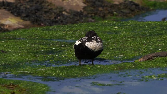 A juvenile common eider (Somateria mollissima) also called St. Cuthbert's duck or Cuddy's duck preening its feathers while standing on the rocks