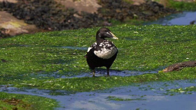 A juvenile male common eider (Somateria mollissima) also called St. Cuthbert's duck or Cuddy's duck drinking water while standing on the rocks