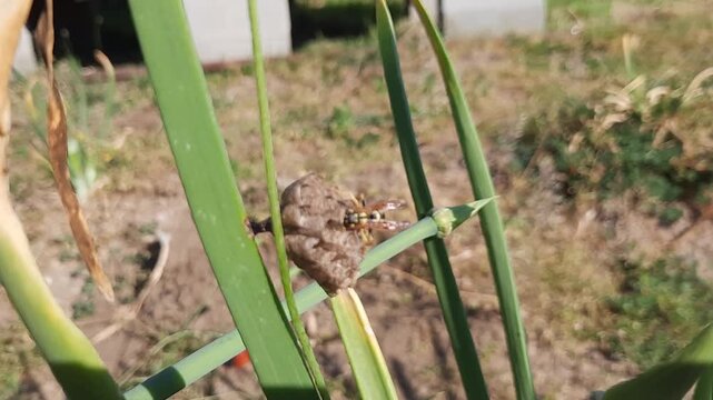 Wasp  (Vespinae) moving in a hive, which it has made in a sweet onion leaf (cal&ccedil;ot)