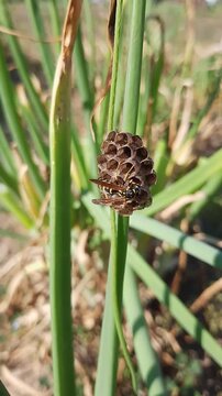 Wasp  (Vespinae) moving in a hive, which it has made in a sweet onion leaf (cal&ccedil;ot)