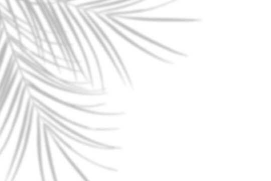 Realistic natural blurred palm leaf shadow overlay effect isolated on transparent background
