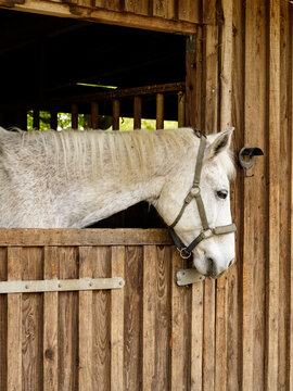 White horse standing in wooden stable and looking through open door, calm farm animal portrait with natural light and rustic countryside setting