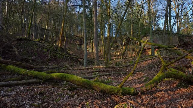 Felsen im Wald, Sonnenlicht und Schatten auf die Laubdecke, alter Steinbruch, Boxtal, Main-Boxtal, Tauber-Kreis, Baden-W&uuml;rttemberg, Dorfprozelten, Main, Spessart, Bayern, Deutschland