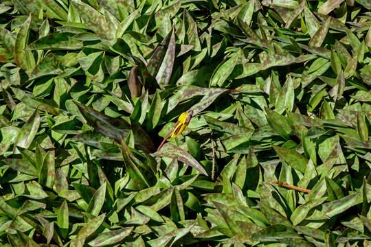 Cluster of Trout lily leaves with a single flower. Known as Erythronium americanum it is a species of perennial colony forming, spring ephemeral flower dwelling in woodland habitats. 