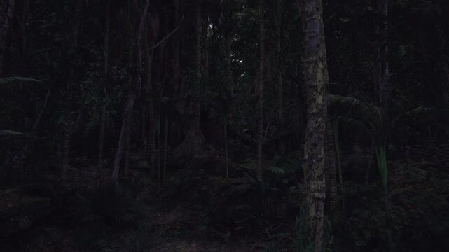 Narrow woodland path leading into night, shadowed understory and distant darkness creating tension, moody exploration vibe and subtle sense of adventure.