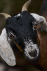 Obraz premium tight black-faced goat inspecting camera lens, alert inquisitive expression, ear details and whisker texture