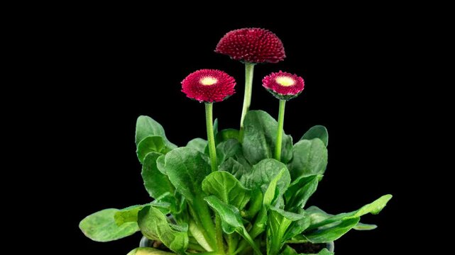 Bellis Red Flower Blooming in Time Lapse on a Black Background. Spring Bellis Perennis as Garden Plant. Daisies Bloom with Leaves, Isolated. Marguerite or Daisy