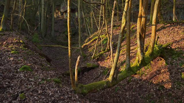 Felsen im Wald, Sonnenlicht und Schatten auf die Laubdecke, alter Steinbruch, Boxtal, Main-Boxtal, Tauber-Kreis, Baden-W&uuml;rttemberg, Dorfprozelten, Main, Spessart, Bayern, Deutschland