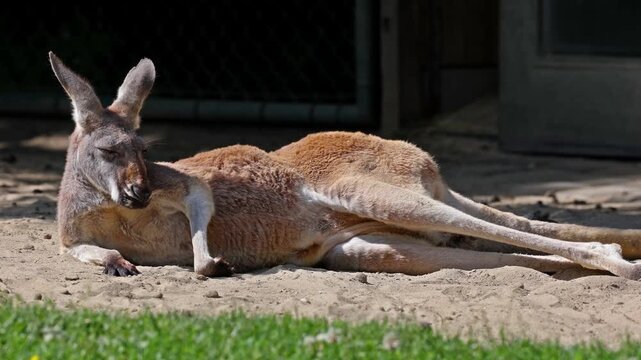 The red kangaroo, Macropus rufus is the largest of all kangaroos, the largest terrestrial mammal native to Australia, and the largest extant marsupial.