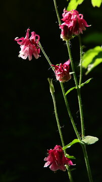 Akelei Rosa Wei&szlig; im Abendlicht vor dunklen Hintergrund