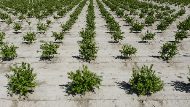 Aerial view of young mandarin trees planted in staggered pattern. Geometric orchard layout forming abstract shapes across agricultural field in Mediterranean farming landscape. 