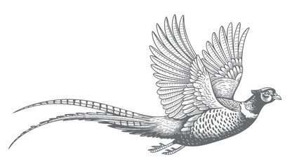 Obraz premium Flying pheasant illustration with spread wings in detailed vintage engraving. 