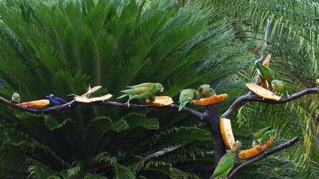 flock of orange-chinned parakeet, Brotogeris jugularis, at feeder 109