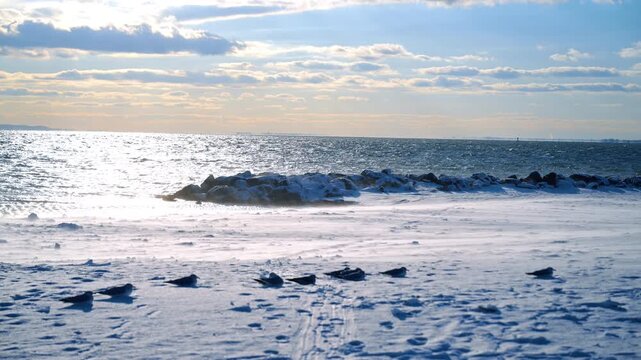 Seagulls resting on snow covered sandy beach near rock jetty. Group of birds sitting on white snow at the shoreline with a rock breakwater and ocean in the background.