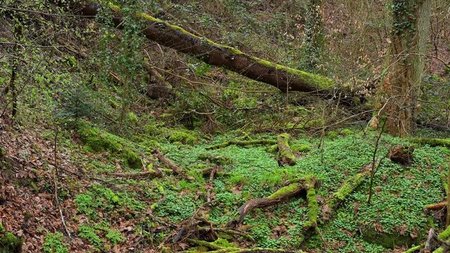 Schlucht im zeitigem Fr&uuml;hjahr, Seltenbachschlucht, Klingenberg am Main, Churfranken, Untermain, Main, Bayern, Deuschland