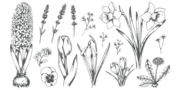 Vintage hand drawn spring flowers collection with hyacinth and tulips vector illustration
