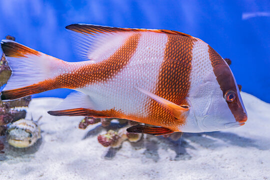 Underwater scene with clownfish swimming over sandy ocean floor, adorned with shells and rocks Deep blue backdrop, natural light filtering through water Clownfish is focal point, distinctively oran