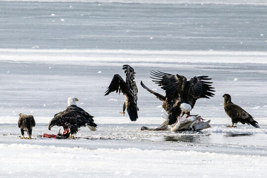 Bald eagles feeding on a swan carcass on frozen Mississippi River in winter, dramatic wildlife scene with ice, snow, and scavenging birds