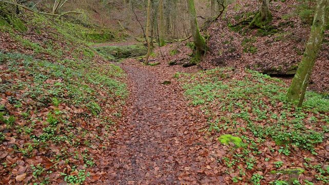 Weg mit Bach im zeitigem Fr&uuml;hjahr, Seltenbachschlucht, Klingenberg am Main, Churfranken, Untermain, Main, Bayern, Deuschland
