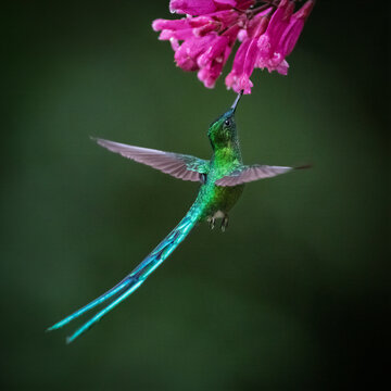 Long-tailed Sylph Hummingbird Feeding on Bright Pink Flowers in Colombia