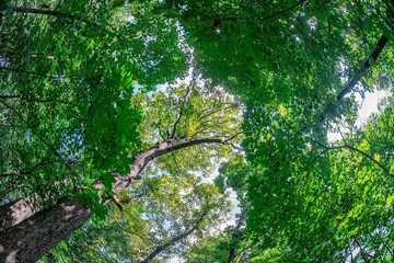 Wide-angle view of a lush forest under sunlight, with dappled patterns on the ground, distorted edges due to fish-eye lens effect Dense trees with green foliage and vivid, natural colors © Mister