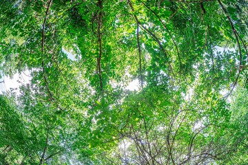 Fototapeta premium Aerial view of a lush, circular green canopy with a dreamlike quality a