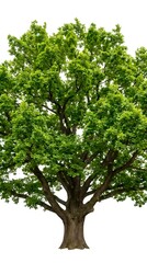 Obraz premium Large green deciduous tree with lush foliage isolated on white background for landscaping and environmental design projects.
