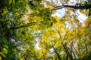 Fototapeta premium Close-up view of a moist, undisturbed forest floor under autumn foliage Dense canopy of yellow, orange, and green leaves filtered sunlight creating dappled light patterns No visible sky Natural so