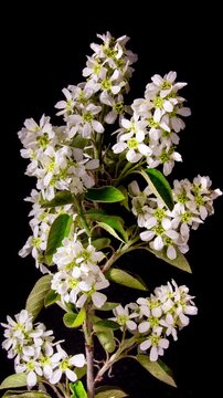 White Flowers of Shadberry Blossom on a Fruit Bush Branch Close up. Creative Time Lapse Video of the Blooming White Petals of a Serviceberry Flower on a Black Background