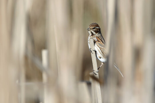 bruant ds roseaux en attente perch&eacute;
