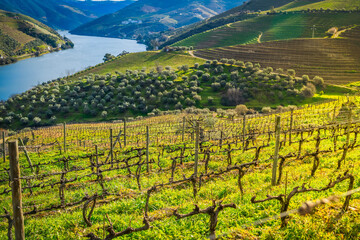 Fototapeta premium Douro wine valley with wineyards, Portugal, Unesco world heritage site