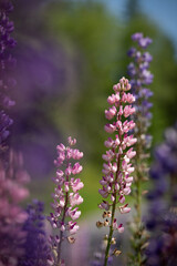Fototapeta premium Garden lupine near a forest