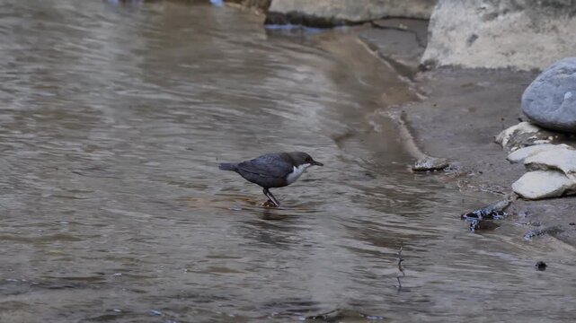 White-throated dipper female bird diving in the water for insects (Cinclus cinclus). European dipper Bird