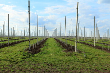 Obraz premium Rows of green plants